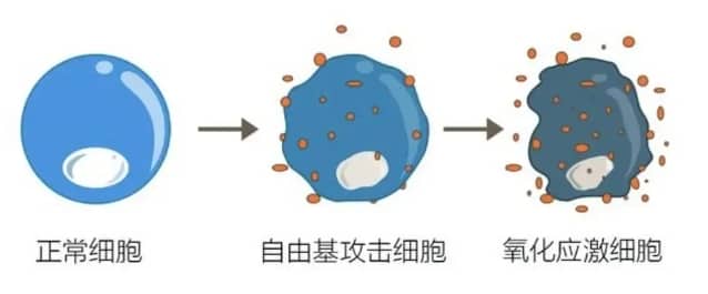 同济医院供卵要等多久？申请条件、排队时间与流程一览